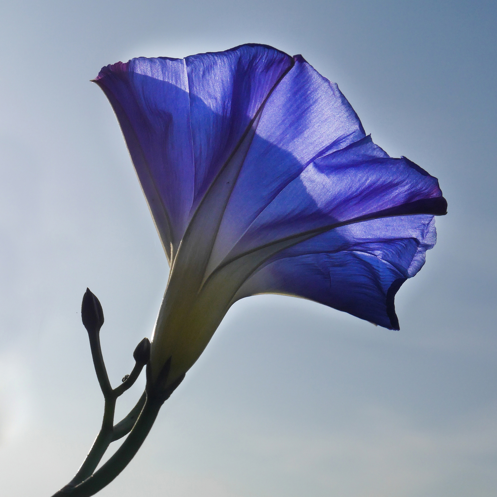 42 Kelch der Ackerwinde