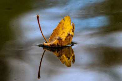 Gerhrd Pflästerer: Segelblatt