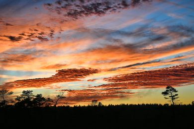 Anke Lerch: Wolken über dem Moor