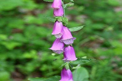 Digitalis (bru)