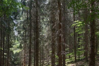 Waldschäden (mar)