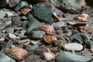 Gerhard Pflästerer: Kleines Strandgut