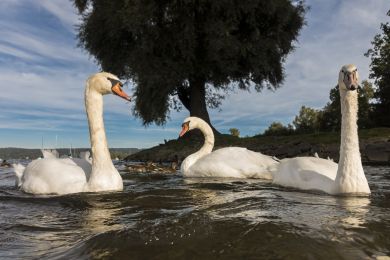 Hans-Jürgen Dölger: Schwan Ammersee