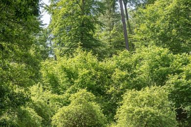 Am Laubwald (raa)