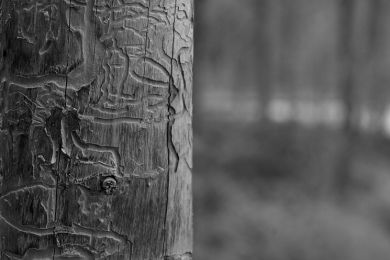 Anke Lerch: Fraßspuren