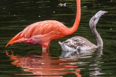 Pflästerer: Jung und Alt