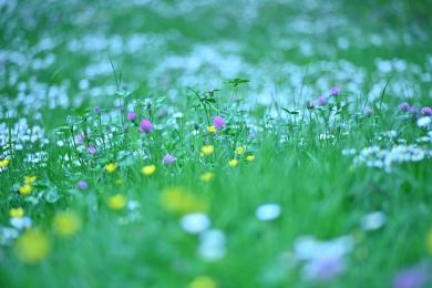 Anke Lerch: Blumenwiese