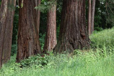 Gerhard Krieger: Sequoia