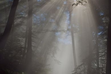 Janet Harvey: Odenwald