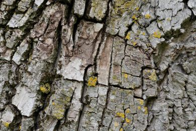 Furchen und Flechten