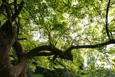 Dr. Helmut Raab: Magnolie