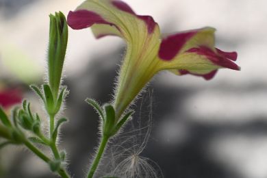 Ferdinand Bruckner: Primel