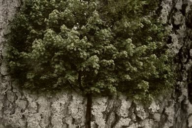 Bernhard Martus: Ahorn