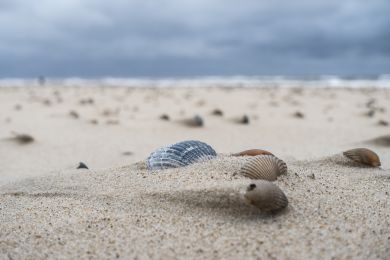 Hans-Jürgen Dölger: Muschelstrand