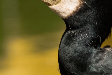 Gerhard Pflästerer: Kormoranporträt