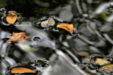 Helga Arnold: Herbstpfütze