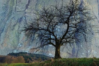 Bernhard Martus: Kirschbaum