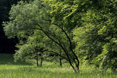 Wiesengrund (raa)