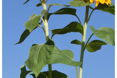 Sonnenblumen